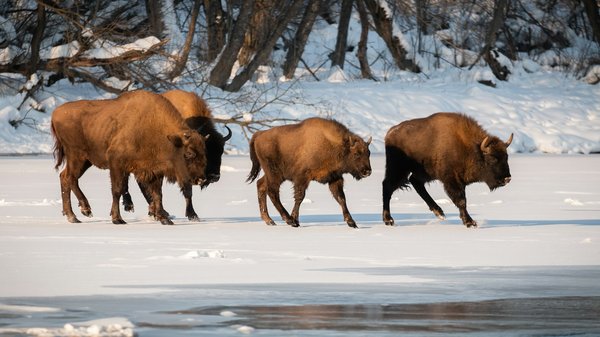 Comment planifier une visite des parcs nationaux pour observer les bisons aux États-Unis?